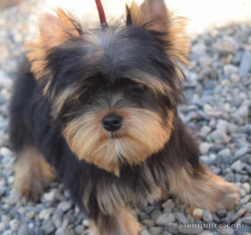 contre bon soin Yorkshire Terrier