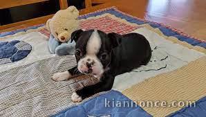 Chiots boston terrier