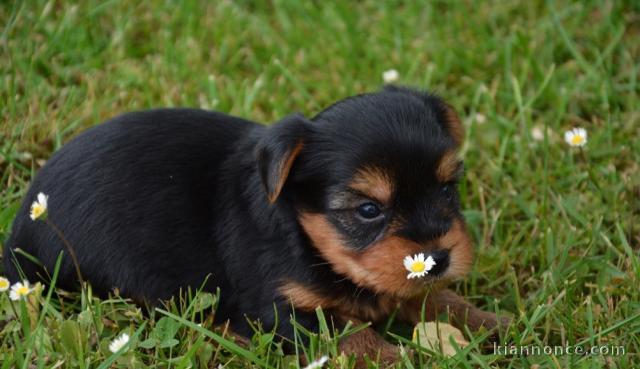 superb bebe chiot Yorkshire Terrier