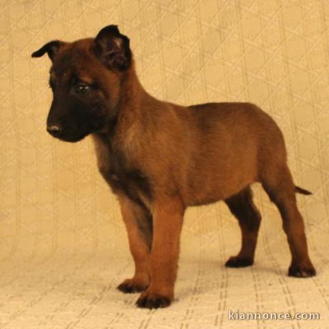 Chiots Berger Malinois 