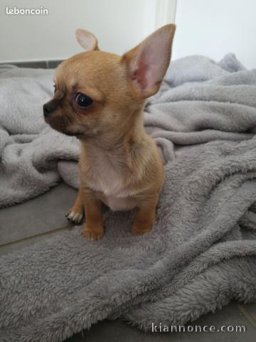 bebe chiot chihuahua a donner