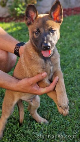Berger Belge Malinois