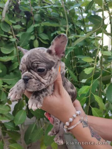 Bulldog français chiots