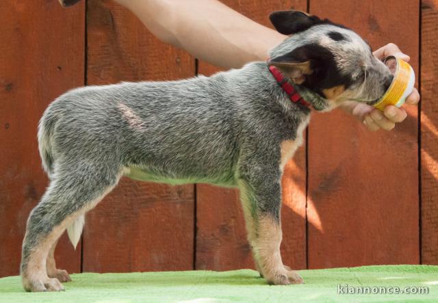 Chien de bétail australien