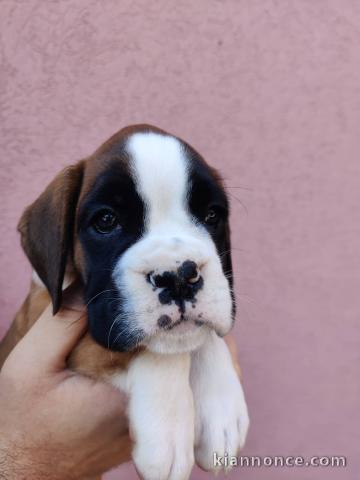 Boxeur chiots à vendre
