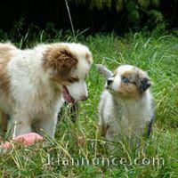 Chiots Berger Australiens a donner