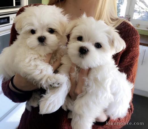 Magnifiques chiots Bichon maltais LOF..