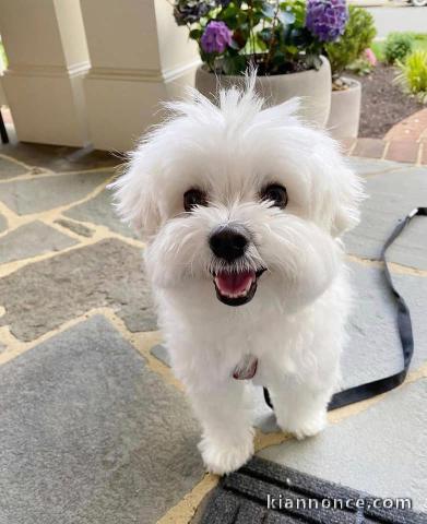 Chiots bichon maltais non lof disponible..