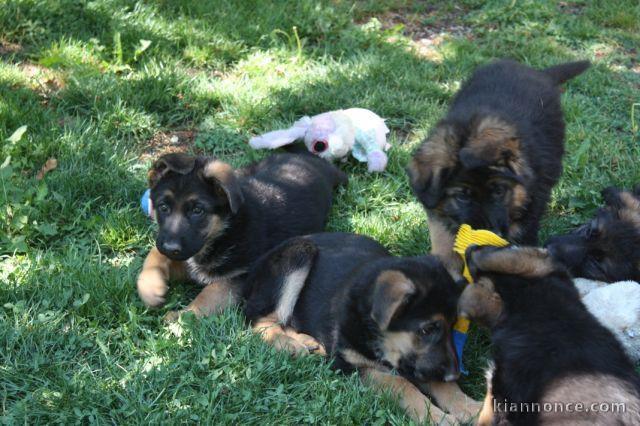 Chiots berger allemand LOF..