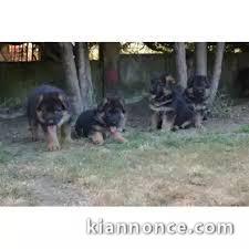 Chiots berger allemand..