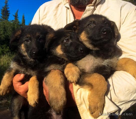 Chiots berger allemand..
