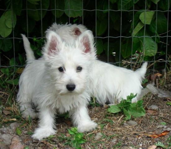Adorables chiots westie..