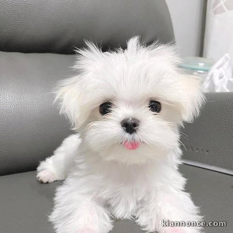 Chiots bichon maltais disponibles