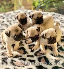 Magnifiques bébés carlin..