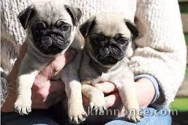 Chiots carlin femelle et  male..