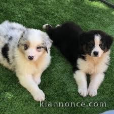 Chiots bergers australien..