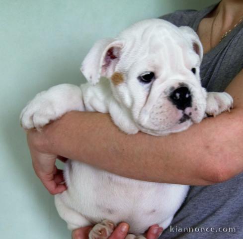 Magnifiques chiots bulldog 