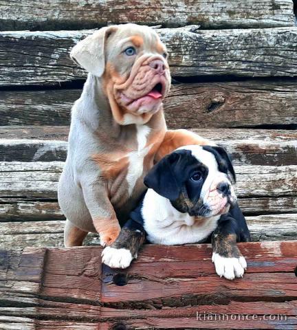 Bulldog anglais chiots