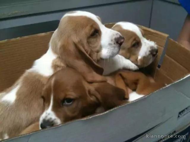 Magnifique chiot Basset à adoptera je 