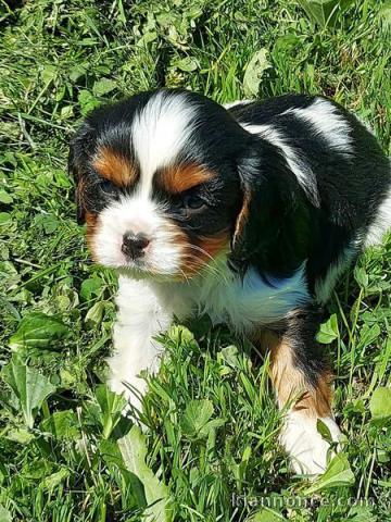 chiots Cavalier king Charles lof pour adoption 