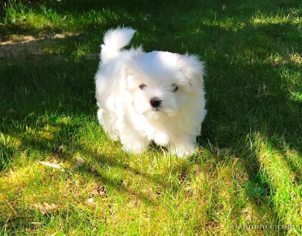 Jolie chiot bichon maltais femelle a donner