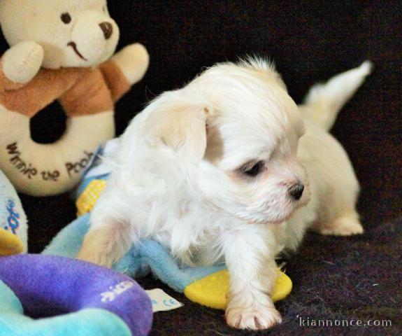 Jolie chiot bichon maltais femelle a donner