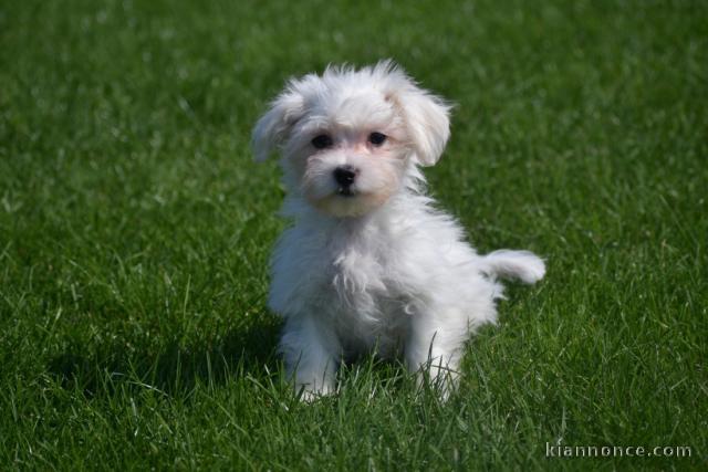 Jolie chiot bichon maltais femelle a donner