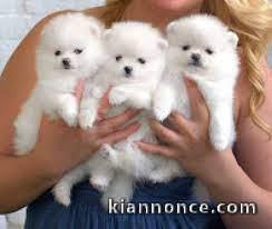 Disponibles de suite magnifiques chiot spitz nain 