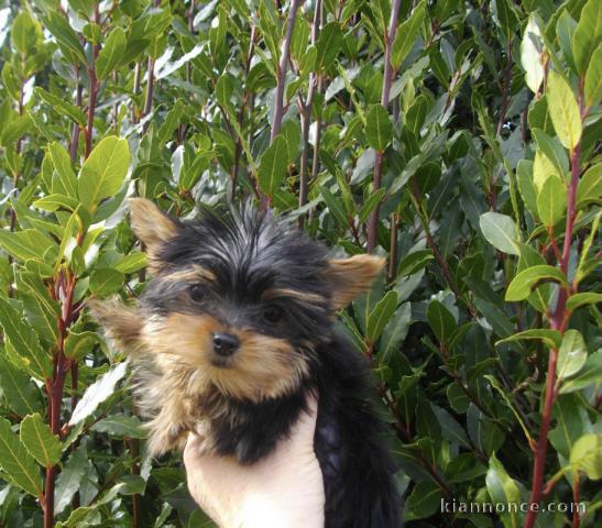 Magnifique chihuahua 