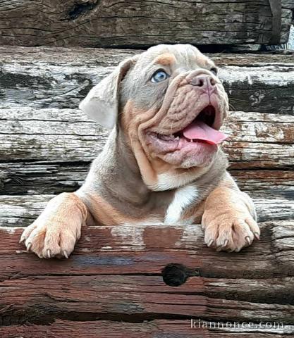 Bulldog anglais chiots