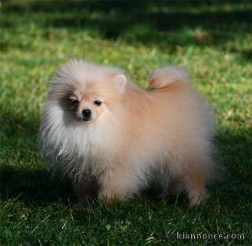 Don chiot spitz nain femelle blanche