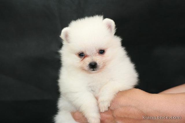 Don chiot spitz nain femelle blanche