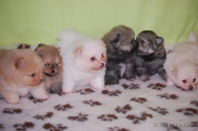 Don chiot spitz nain femelle blanche