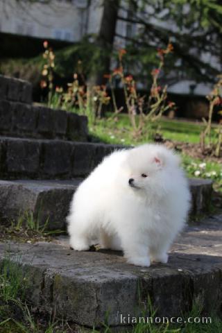 Don chiot spitz nain femelle blanche
