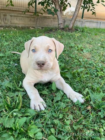 Pitbull chiots à vendre