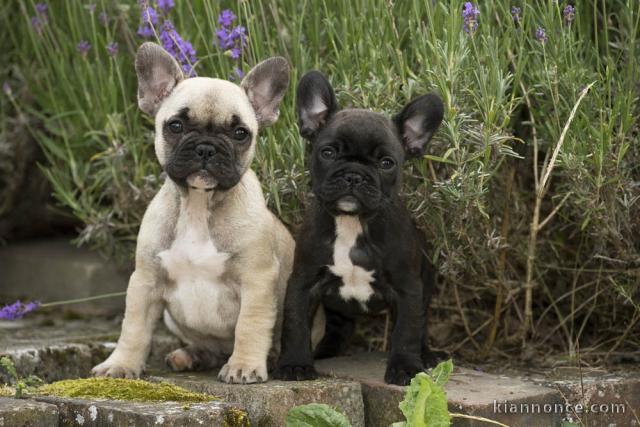 A vendre chiot boxer gratuit