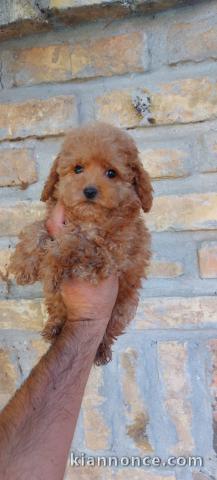 Caniche Toy chiots à vendre