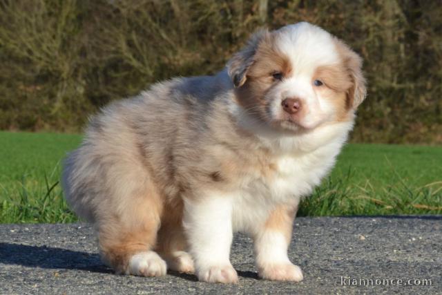 A donnez chiot berger australien femelle bleu merlé