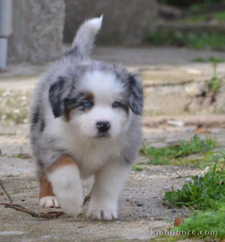 A donnez chiot berger australien femelle bleu merlé