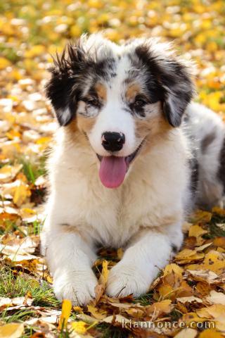 A donnez chiot berger australien femelle bleu merlé