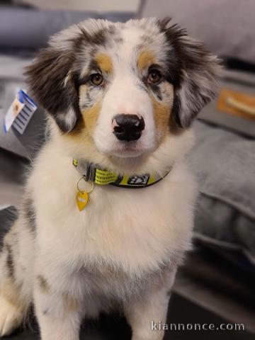A donnez chiot berger australien femelle bleu merlé