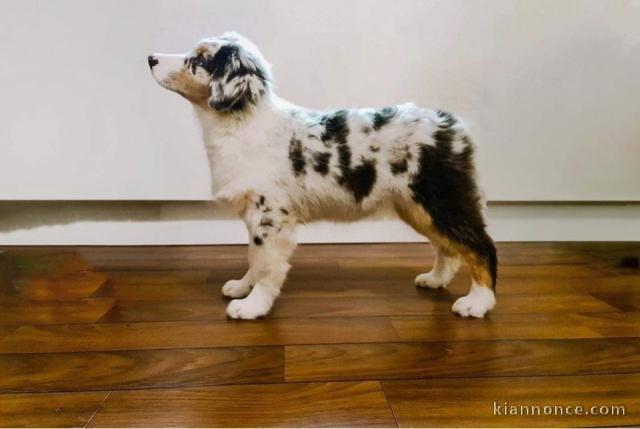 A donnez chiot berger australien femelle bleu merlé