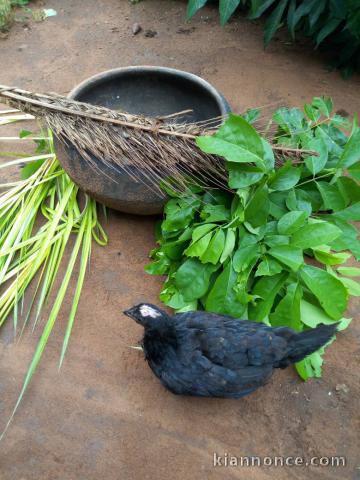 Consultation gratuites 