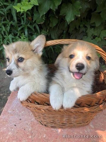Welsh Corgi Pembroke chiots