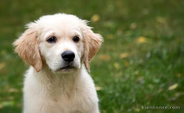 Recherche personne qui donne chiot gratuit merci de me contacter 