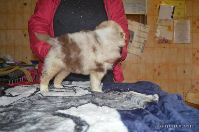 Donne chien Berger Australien femelle non LOF