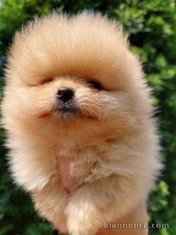 Spitz de Poméranie Nounours