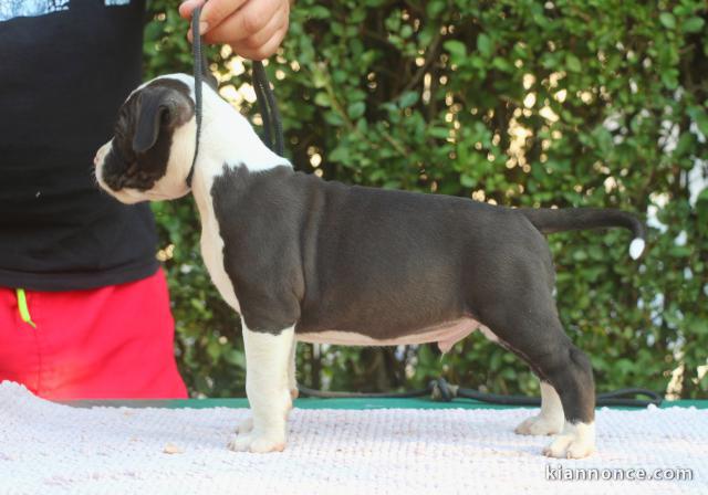 Terrier américain du Staffordshire chiots