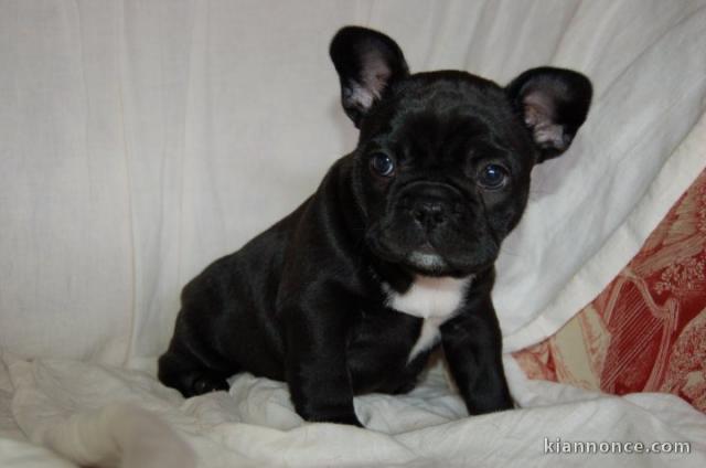Bouledogue français disponible de