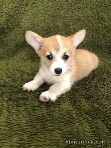 Welsh Corgi Pembroke chiots